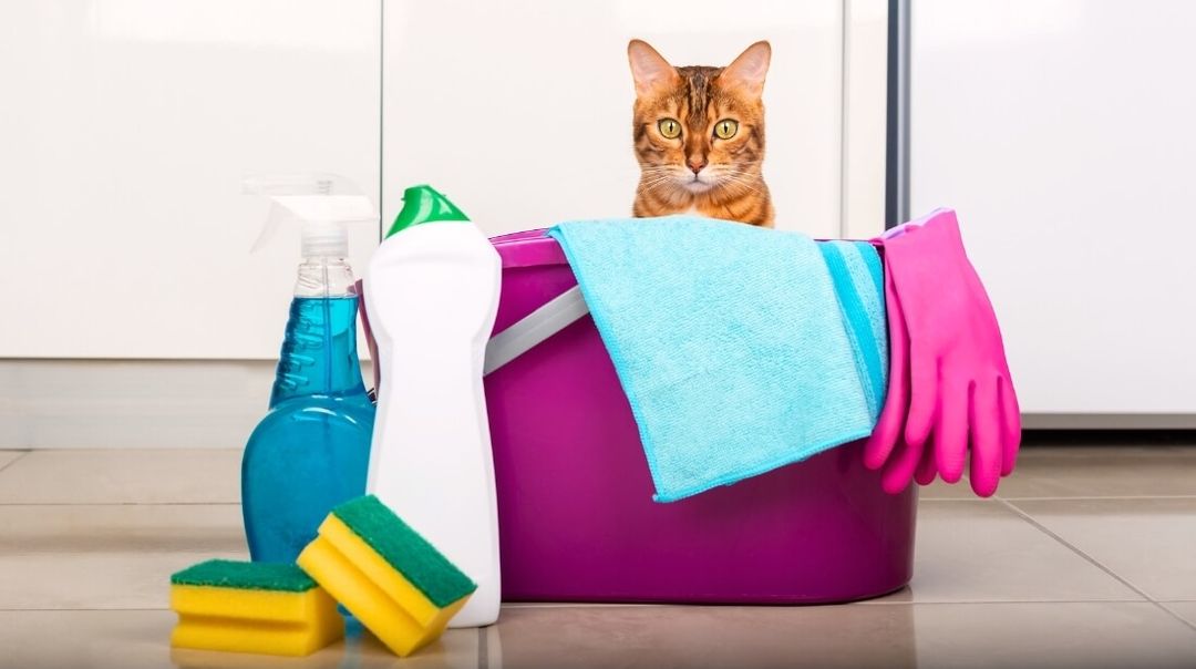 How to Get Rid of Cat Spray Smell Fast, Effective + Easy